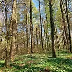 In Near The Lakebeach Hallschlag