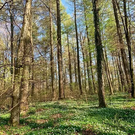 In Near The Lakebeach Hallschlag