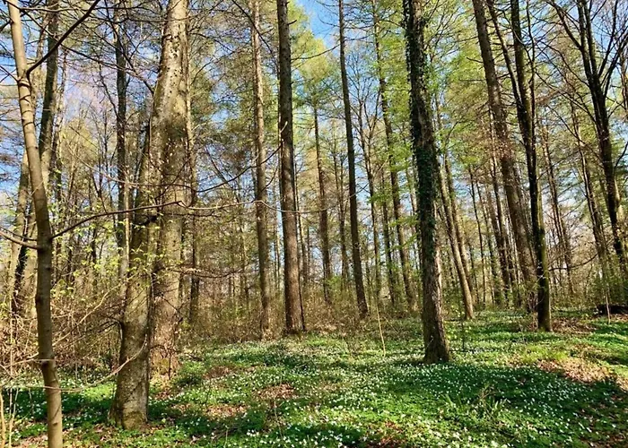 In Near The Lakebeach * Hallschlag